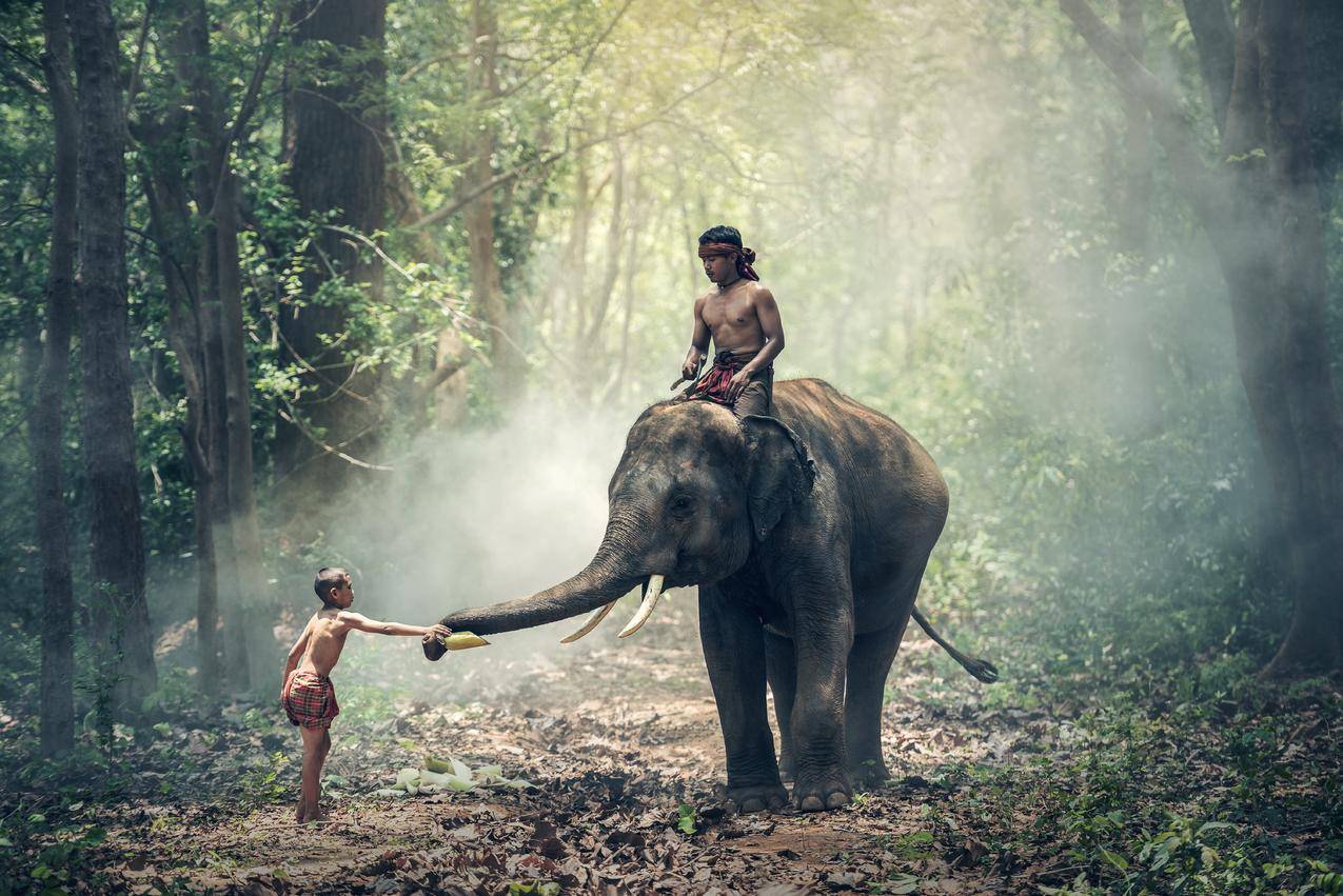 林中大象小孩人物和大象6k图片