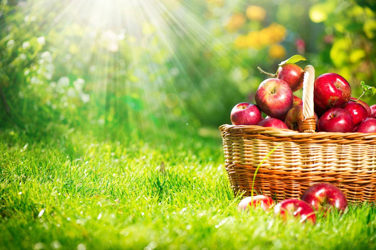 红色苹果,篮子,水果,高清图片
