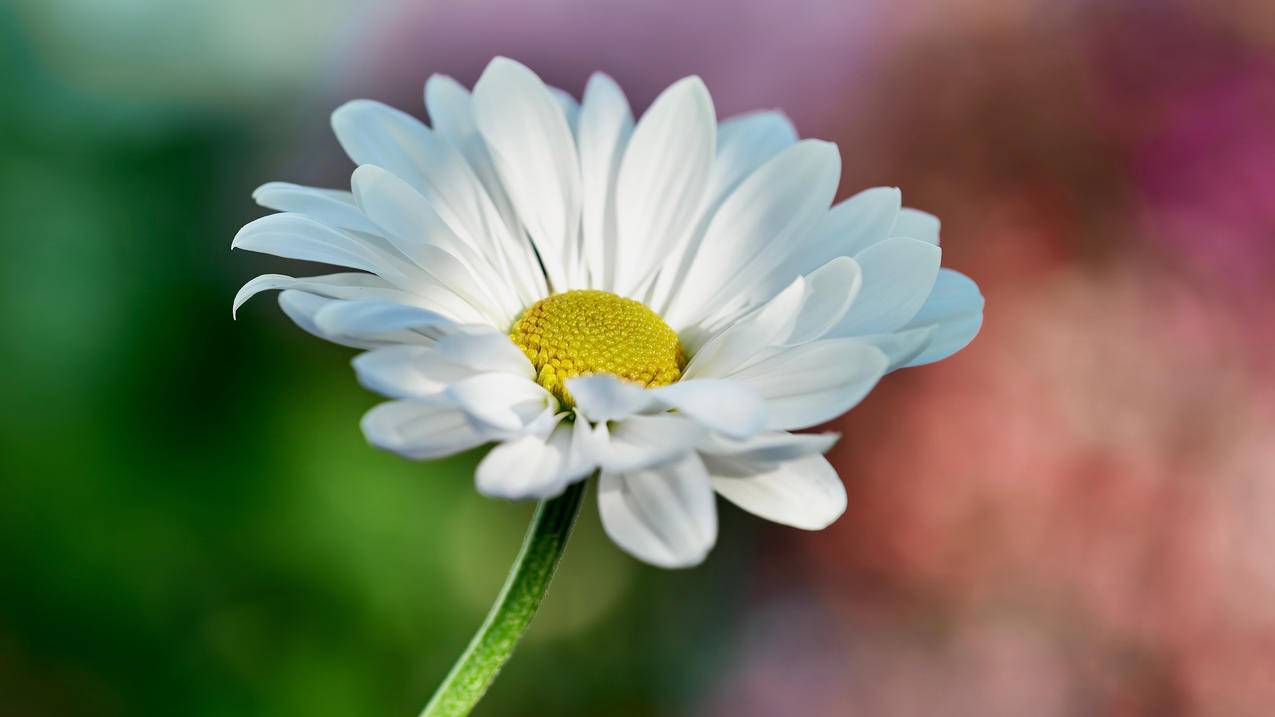 雏菊 花朵 4K高清风景壁纸