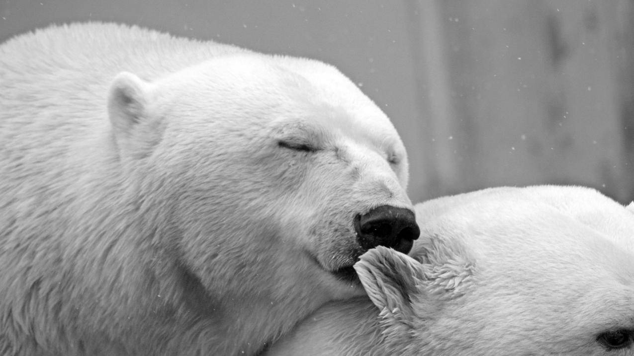 两只北极熊,浪漫情侣,耳语,4K萌动物图片