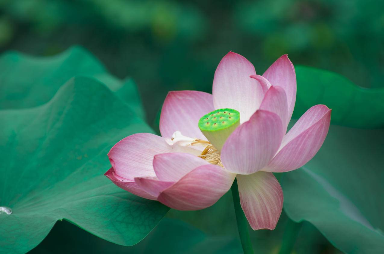 粉色荷花,绿色荷叶,风景,4k高清壁纸