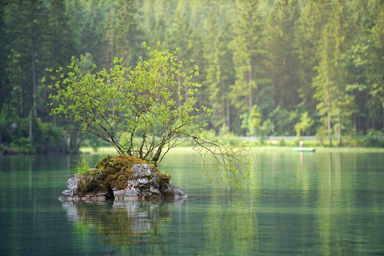 湖心石头上的小树,6k风景高清壁纸