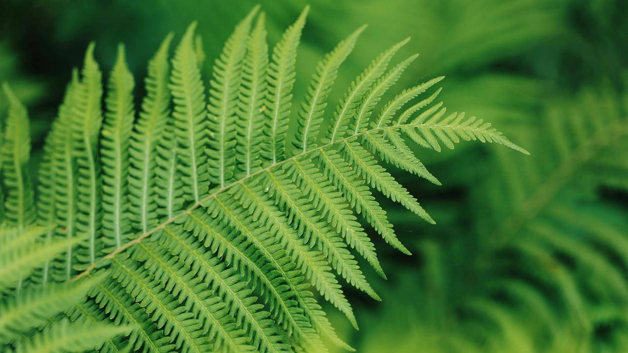 蕨类植物 绿色护眼 5K壁纸