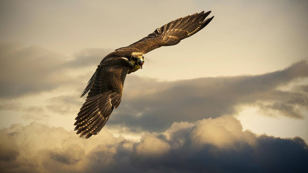 天空中翱翔的老鹰,4K动物壁纸