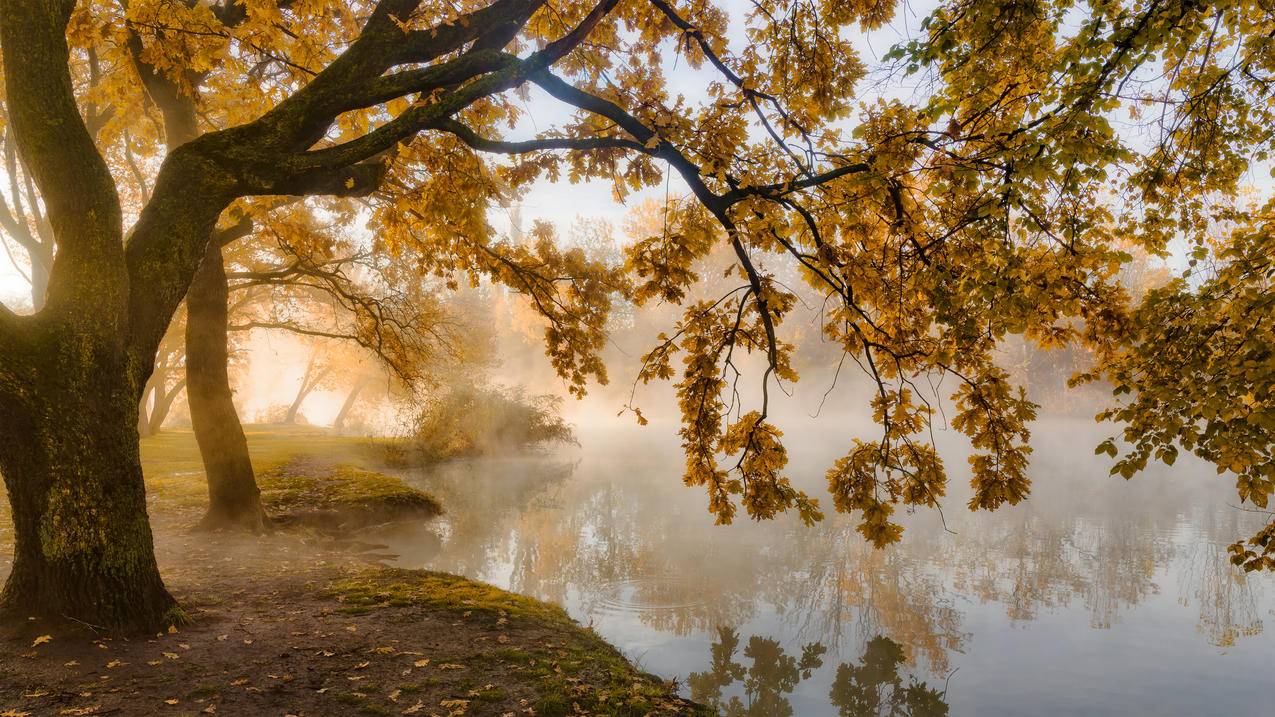 秋天的早晨,晨雾,黄叶,4k风景高清壁纸