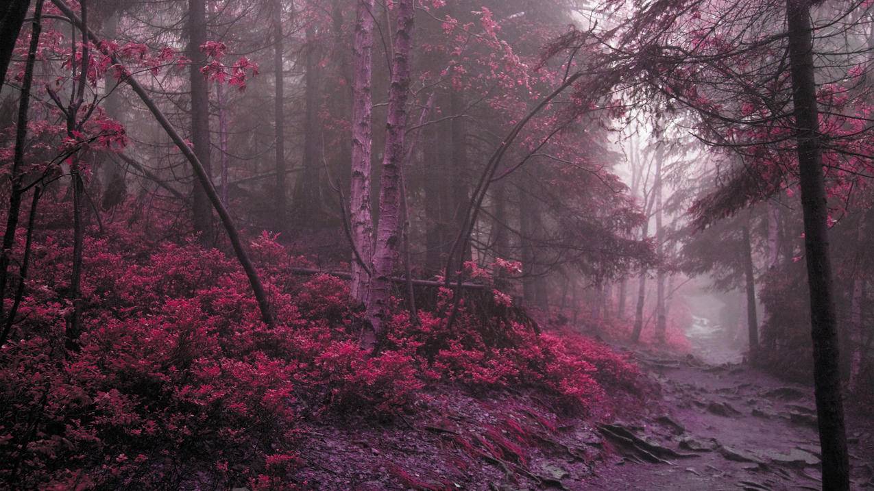 神秘树林红叶,4K风景高清壁纸