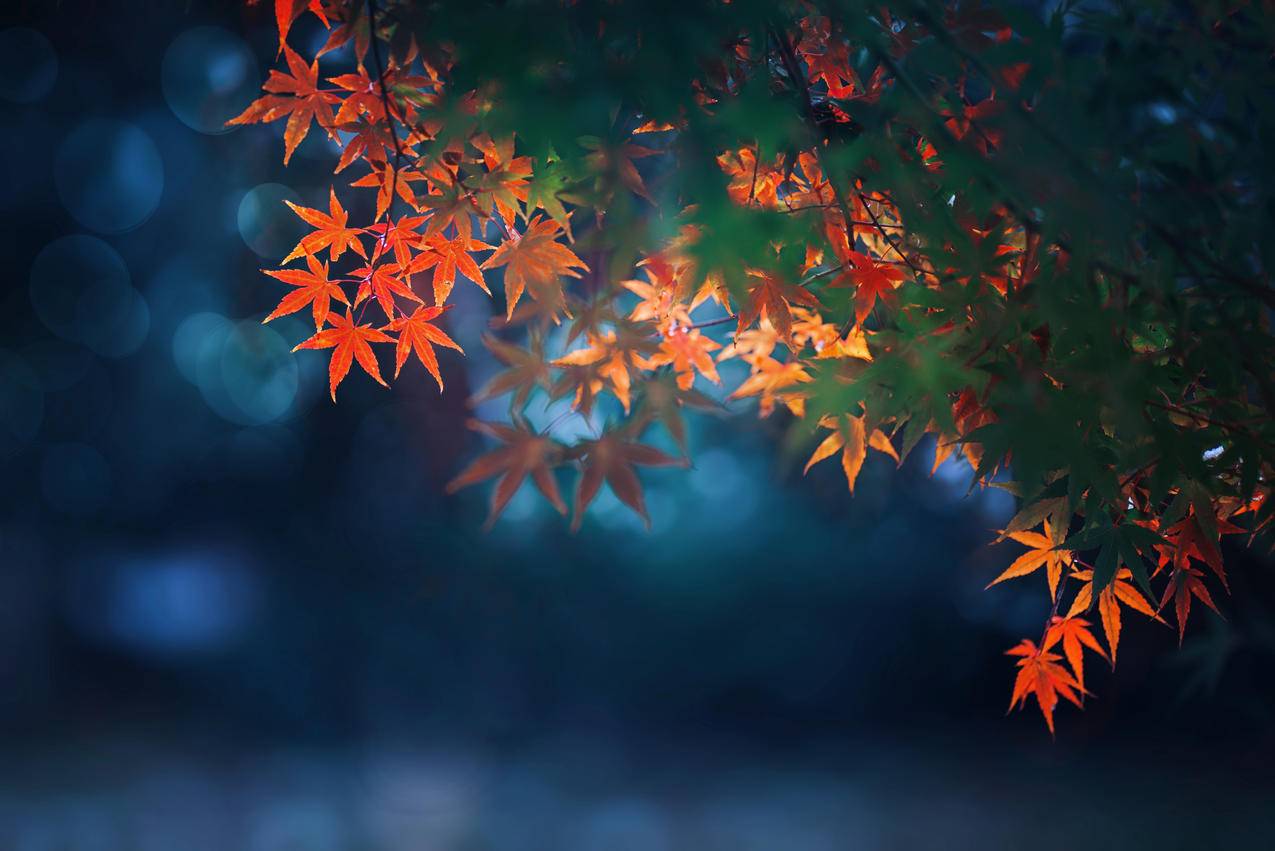 秋天,枫树,红枫叶,4k风景高清壁纸