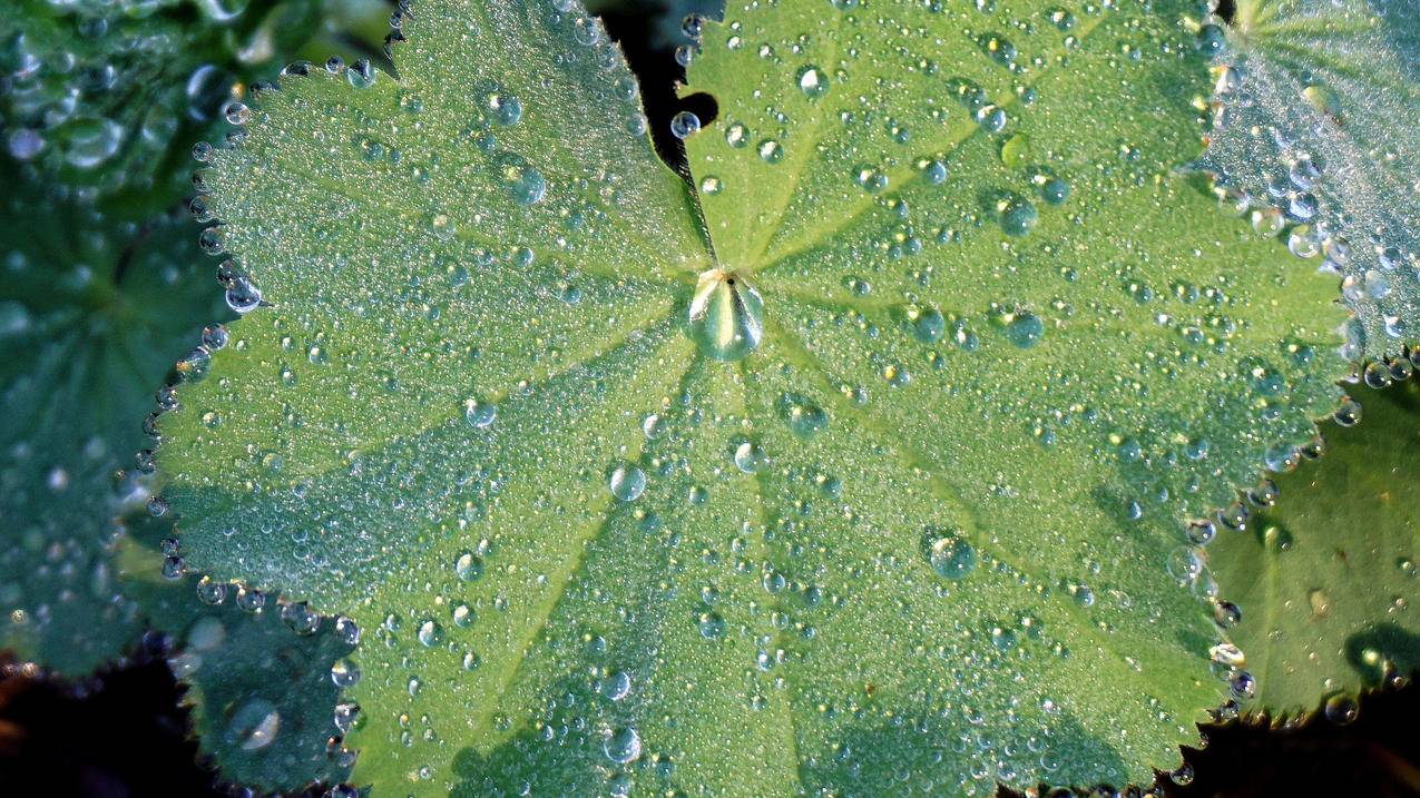 荷叶 露珠 4K高清风景壁纸