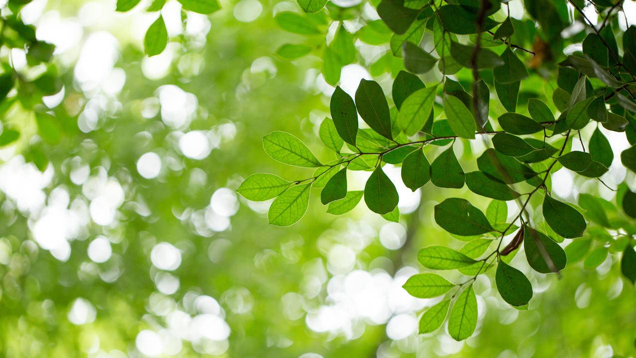 自然,绿色树叶,背景,护眼,4k高清风景壁纸