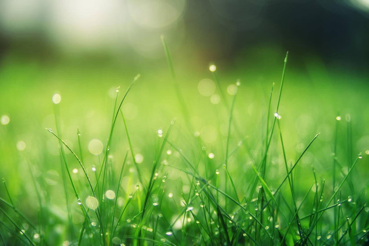 绿色草地,夏天,太阳,护眼,风景,4k高清壁纸