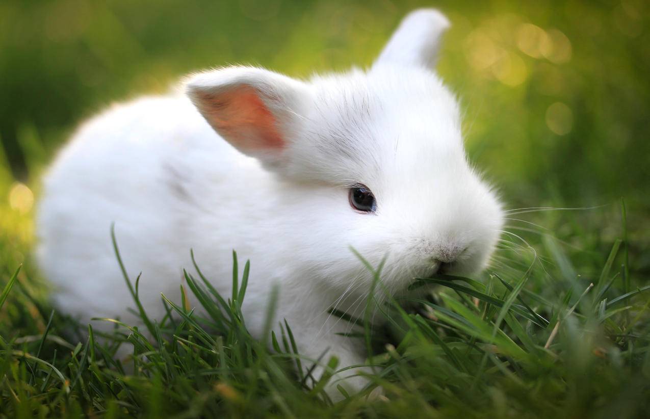 小白兔,绿草,4K高清萌动物壁纸