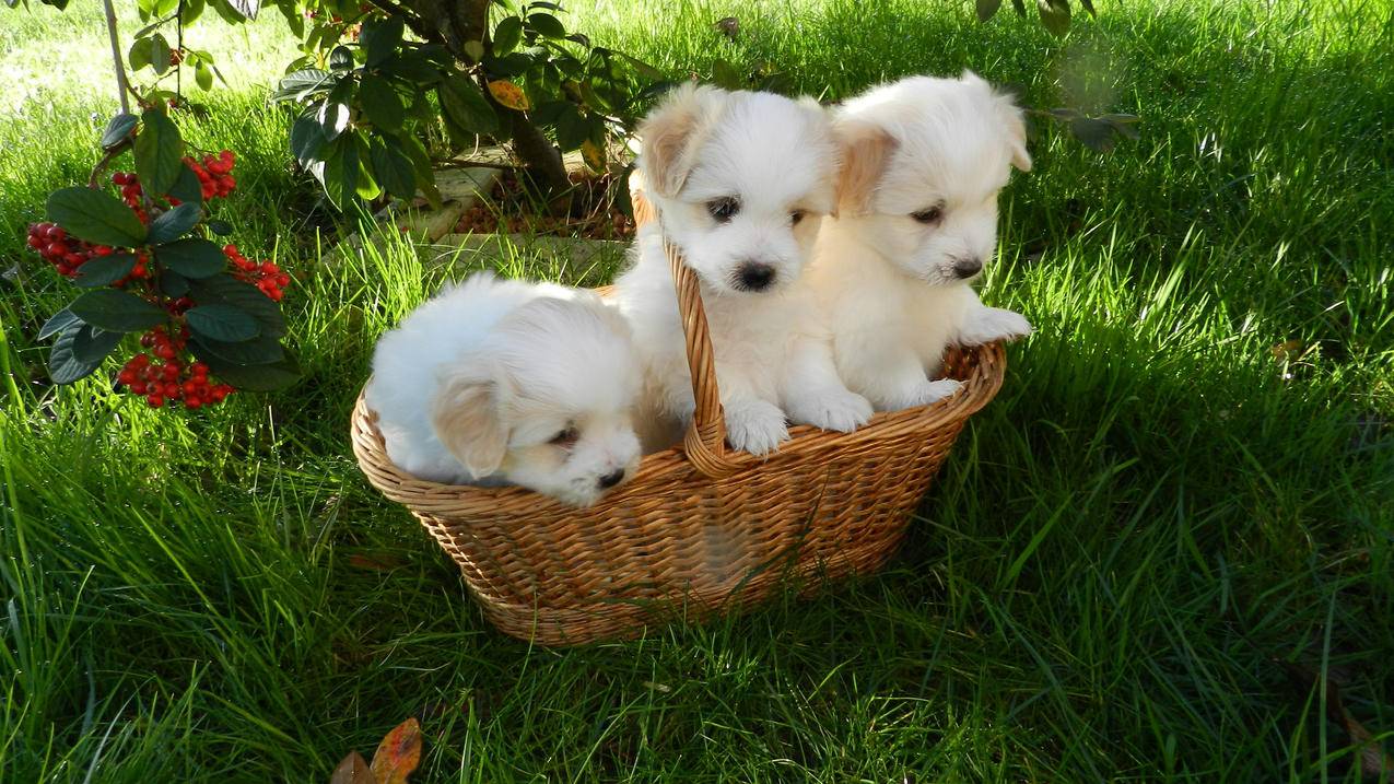 绿草地,篮子,三只可爱小狗,4K高清萌动物壁纸