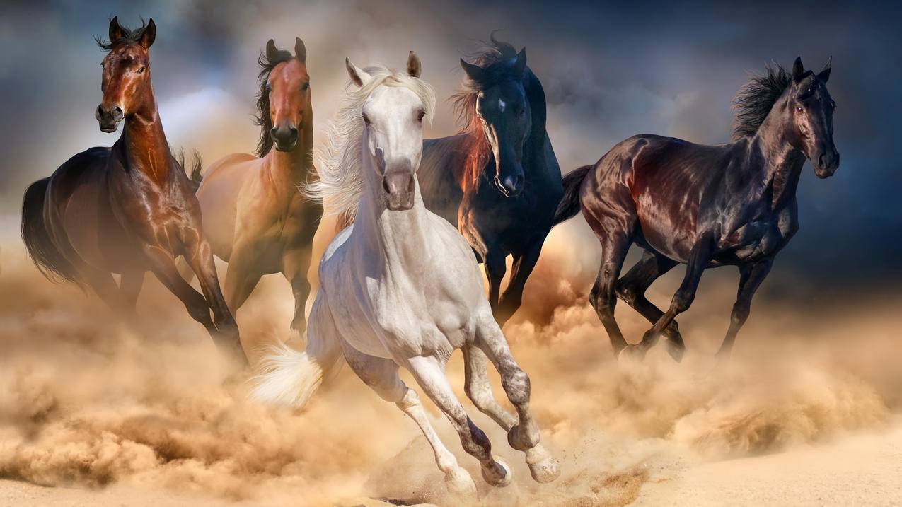 沙场上奔跑的五匹骏马,4K动物高清图片
