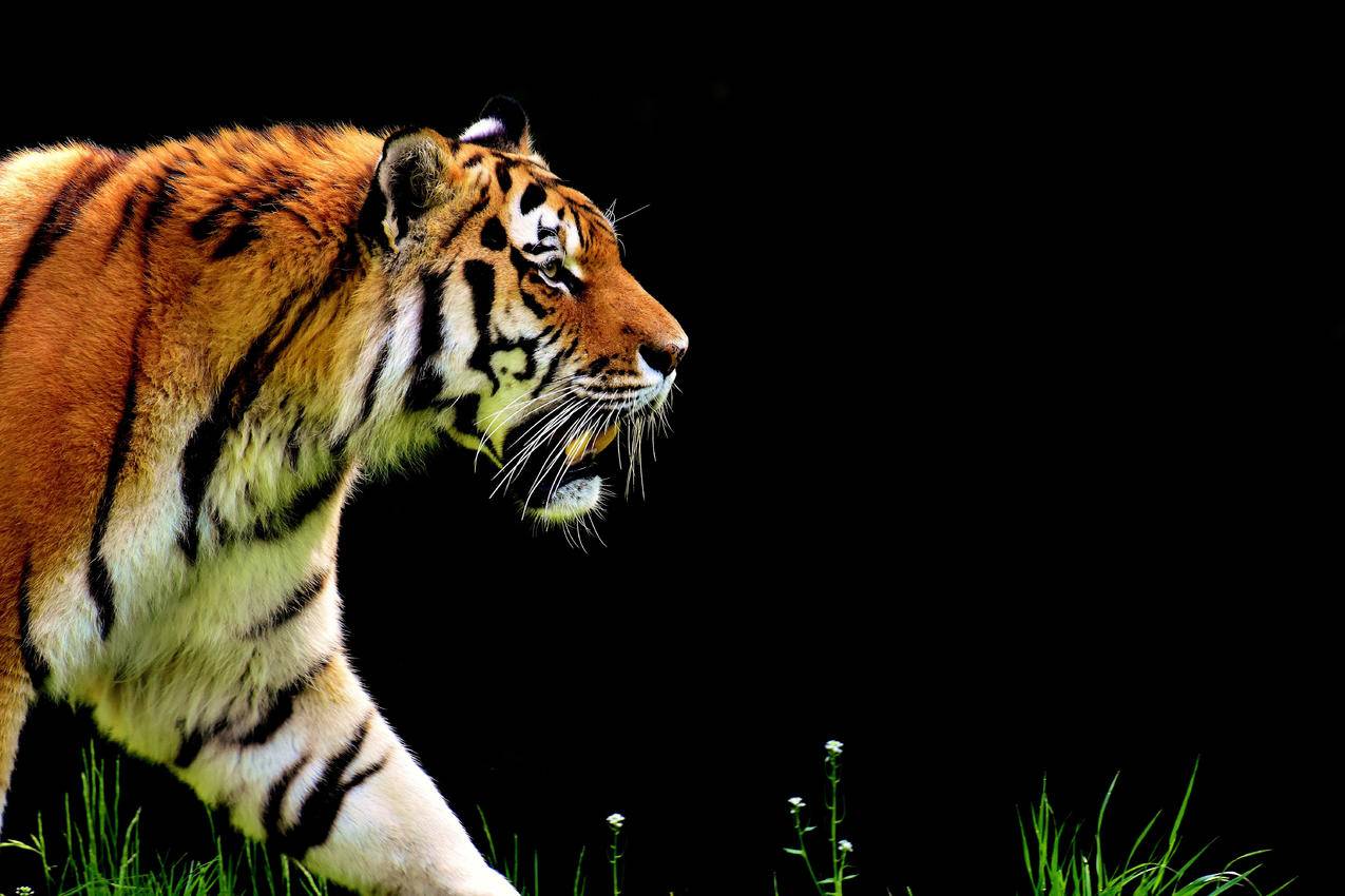 老虎,4K高清动物壁纸