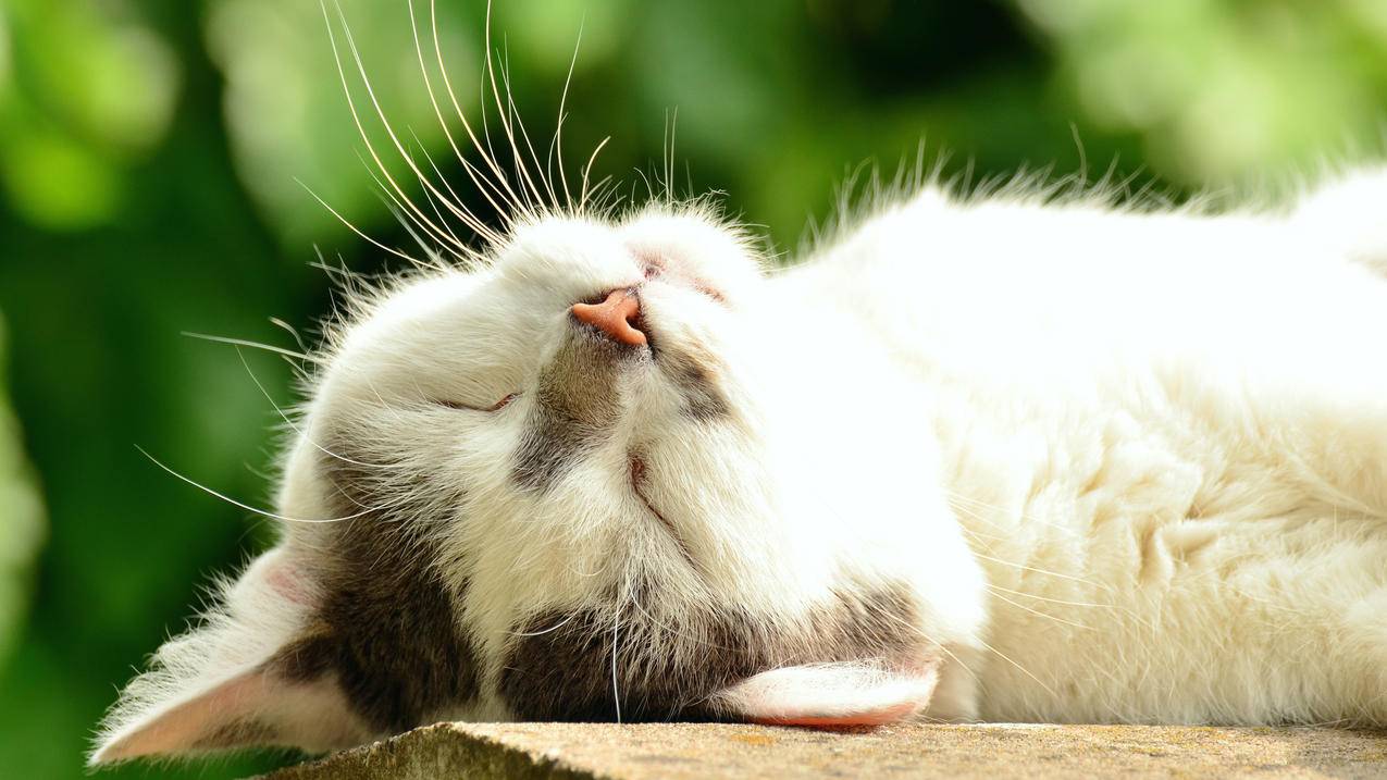 猫脸,睡眠,白色的猫,4K萌动物壁纸