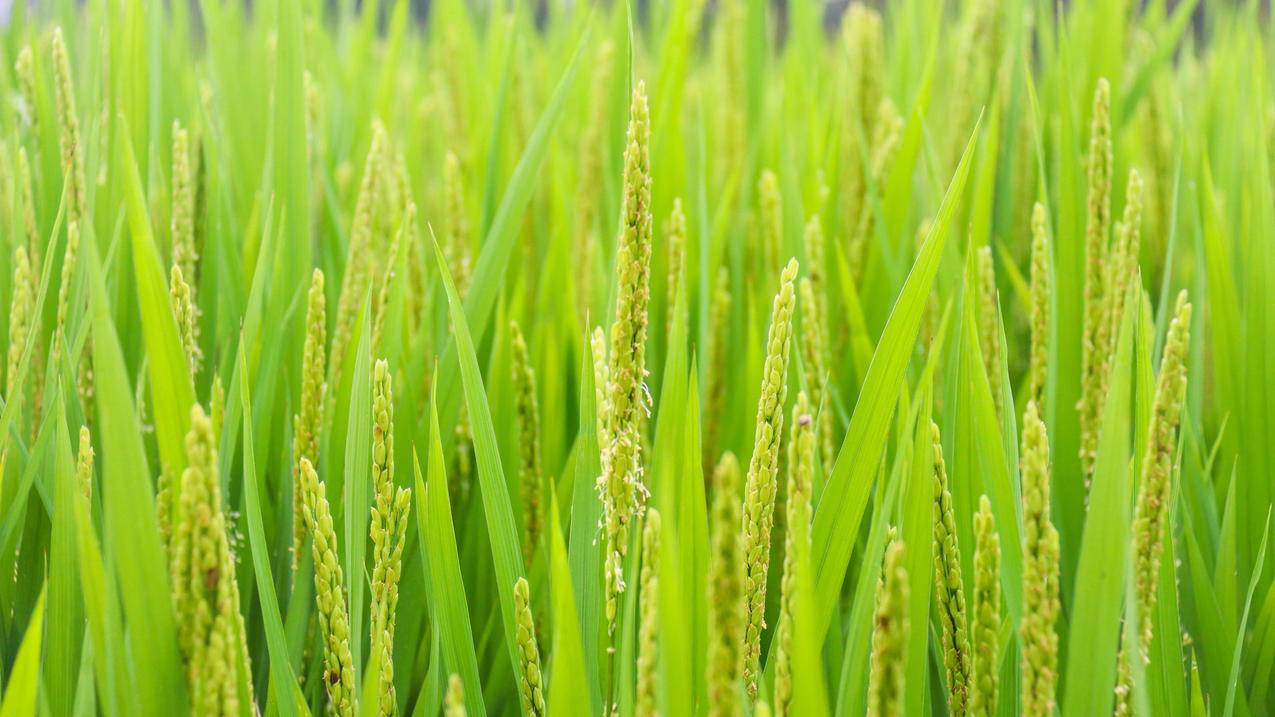 稻谷水稻粮食4k壁纸3840x2160