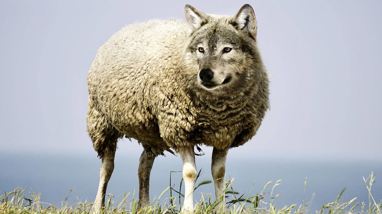 披着羊皮的狼,危险,4K动物壁纸