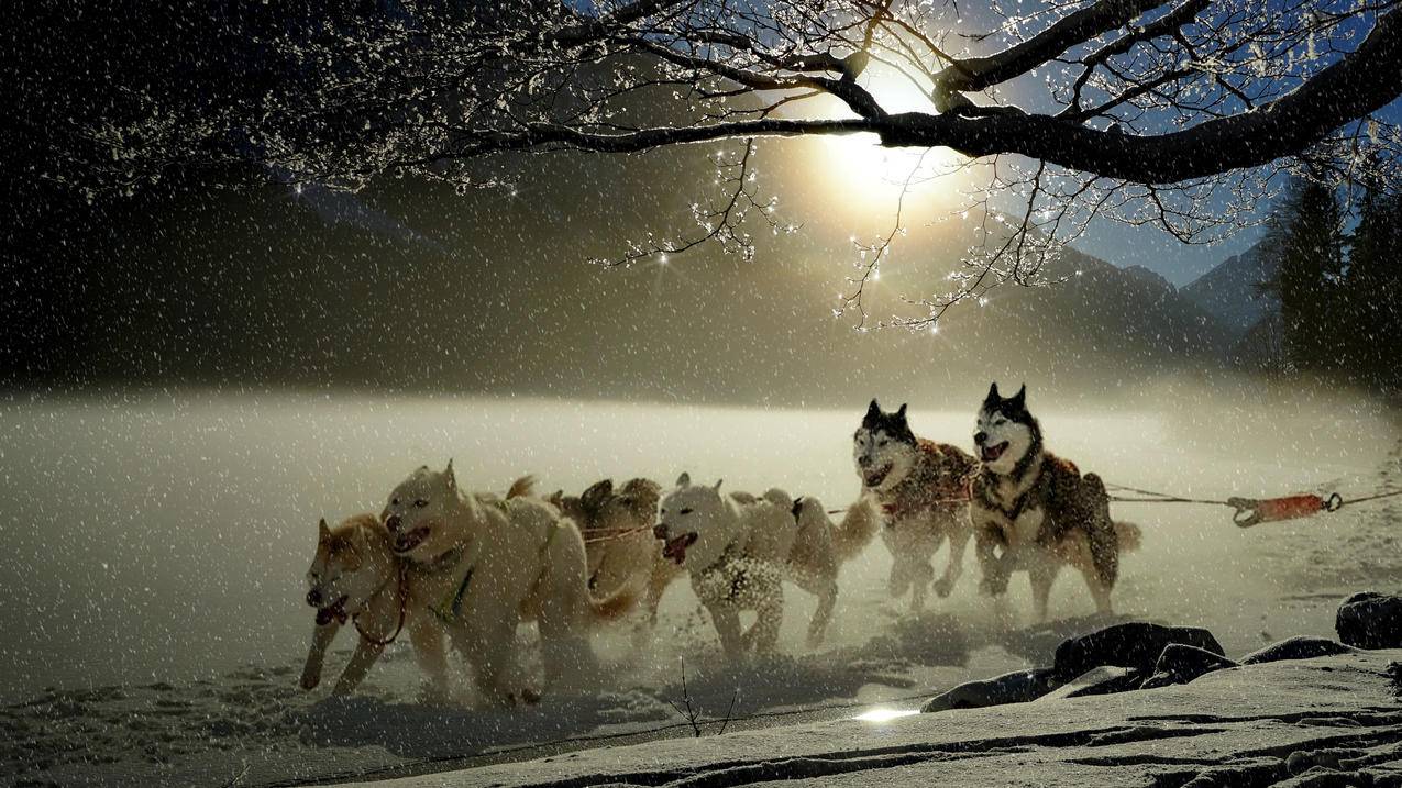 狗,哈士奇,冬天,寒冬,雪,雪橇,狗赛跑,4K动物图片