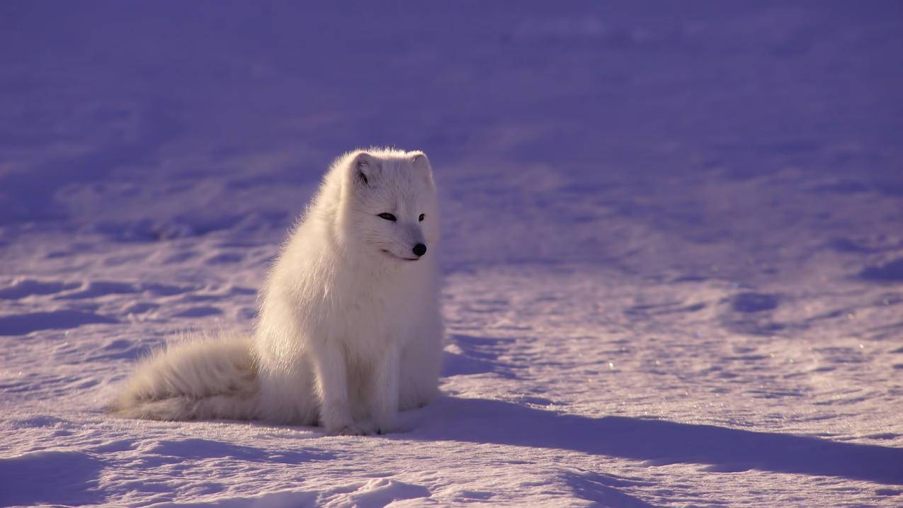 北极狐,雪地,毛茸茸,可爱,4K高清萌动物壁纸