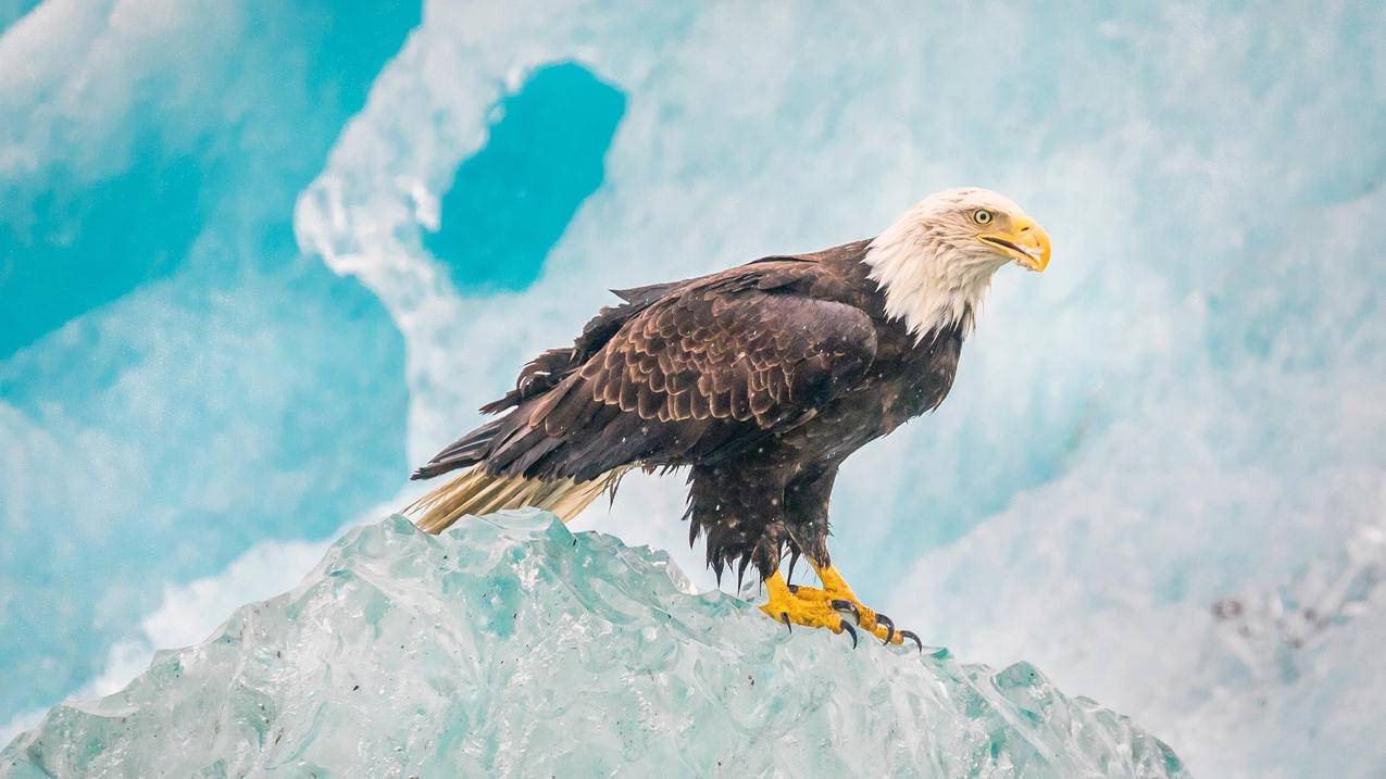阿拉斯加冰山,鹰,冰块,4K高清动物壁纸