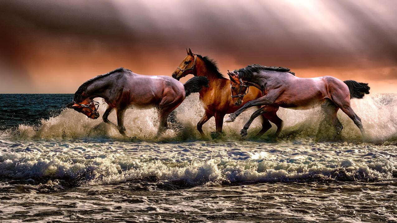 海边,海水,海滩,三匹马,4K动物图片