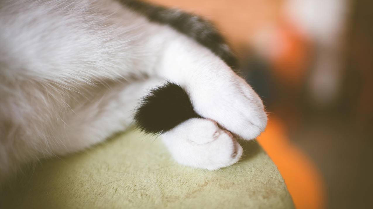 猫的尾巴,白色的爪子,猫咪,4K萌动物壁纸