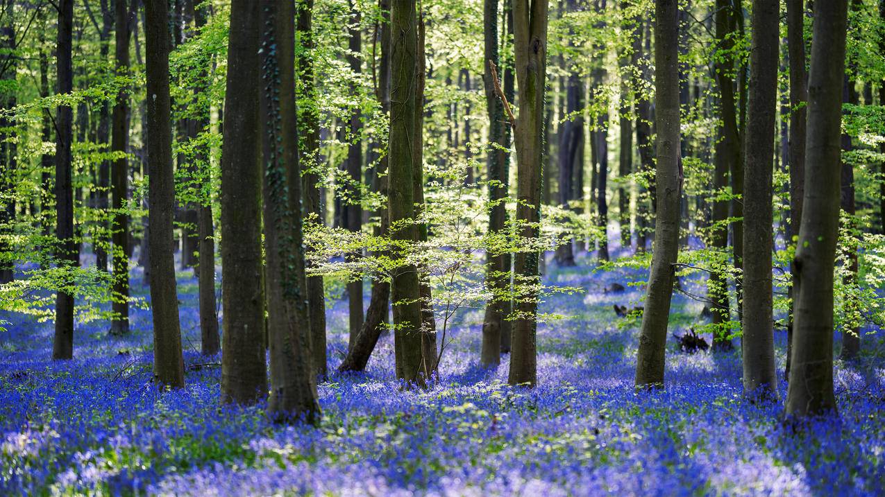 树林,风信子,蓝铃花,自然风景,4k高清壁纸
