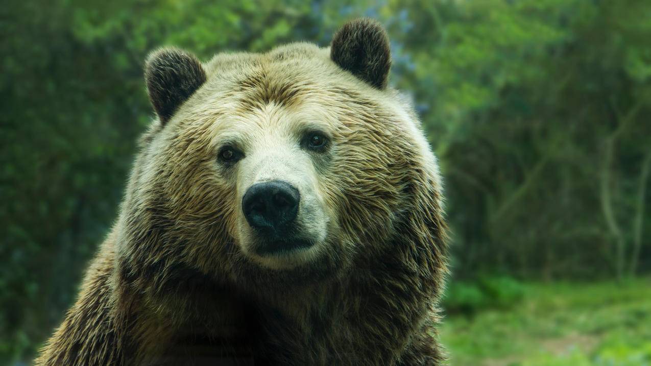 棕熊,4K高清动物壁纸