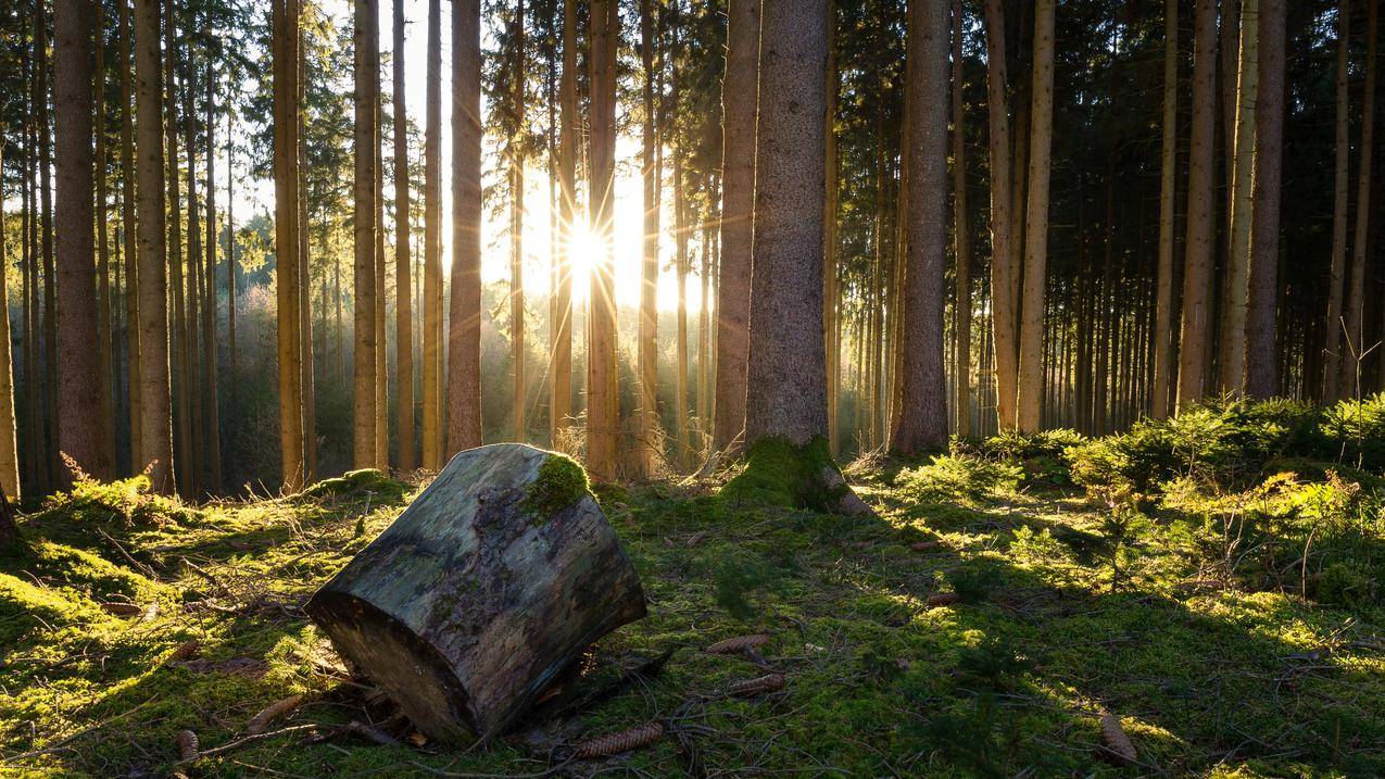 自然,森林,树木,太阳的光线,青苔,5k风景高清图片