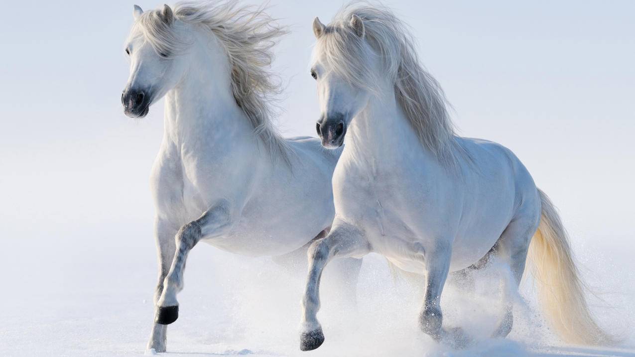 二匹白马,雪地,奔跑,4K高清动物壁纸