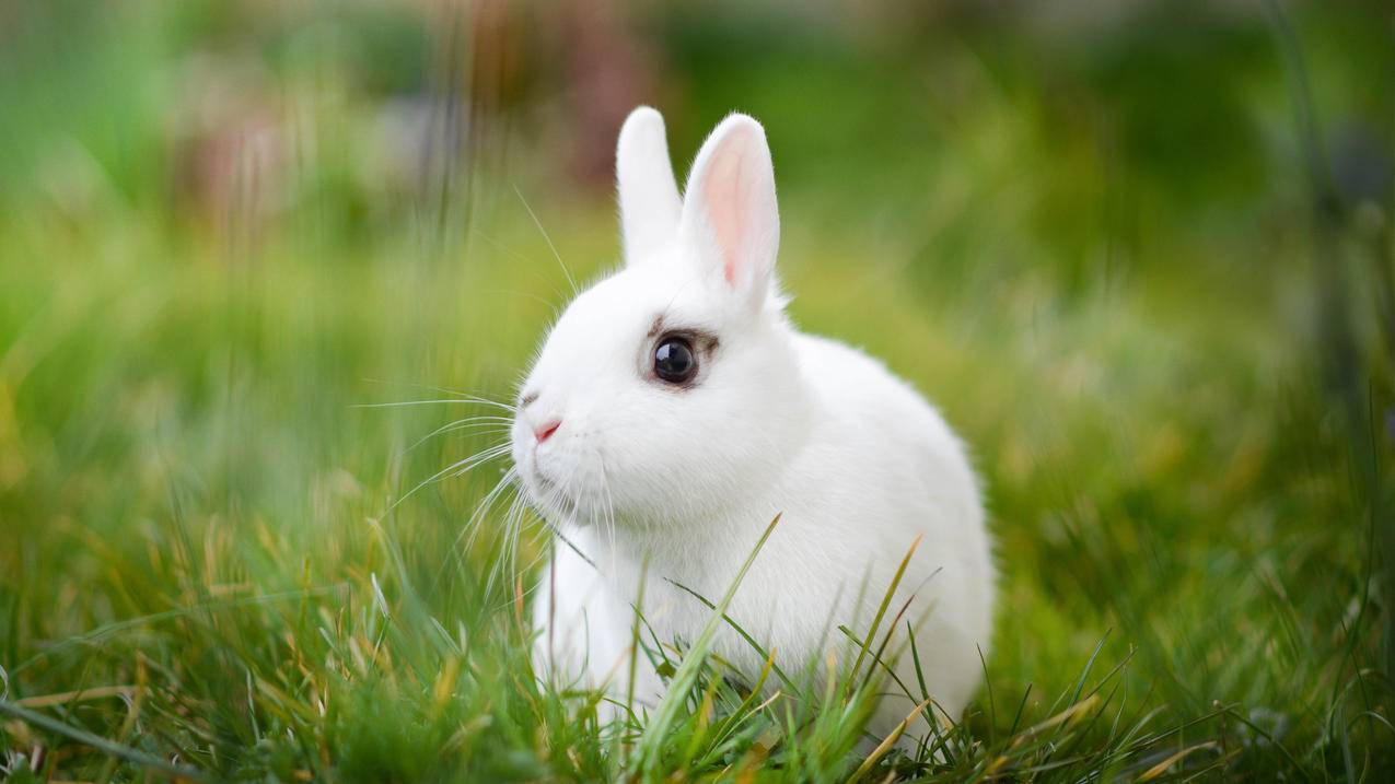 草地,大眼睛的小兔子,可爱,4K萌动物壁纸