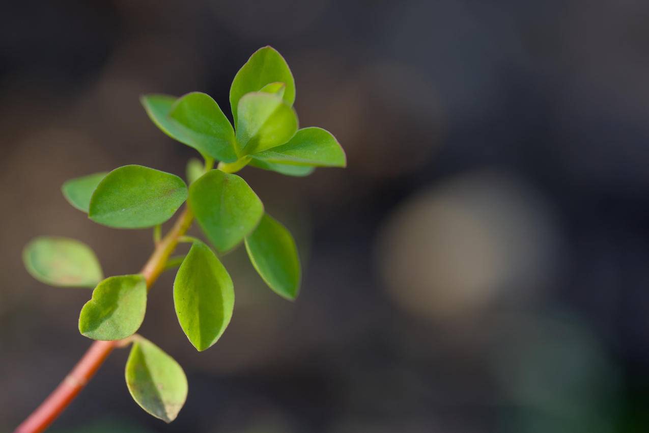 护眼春天绿色树叶电脑壁纸4K超清3840x2560