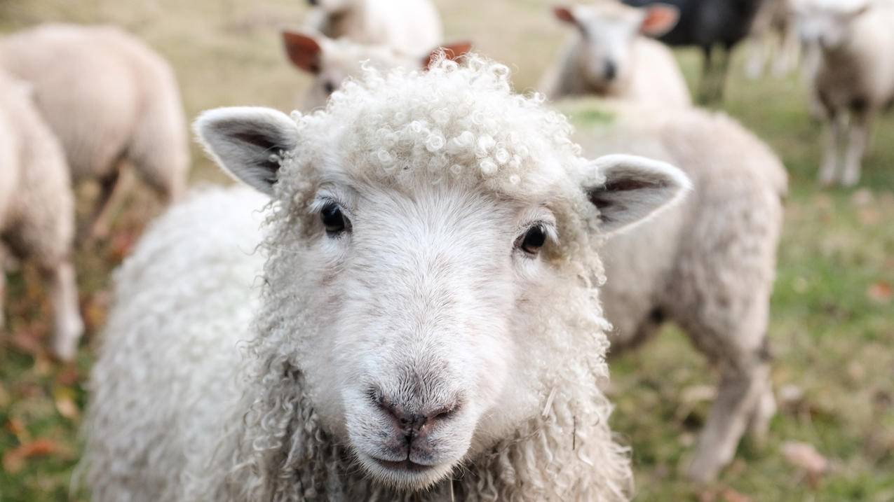 绵羊,4K萌动物壁纸