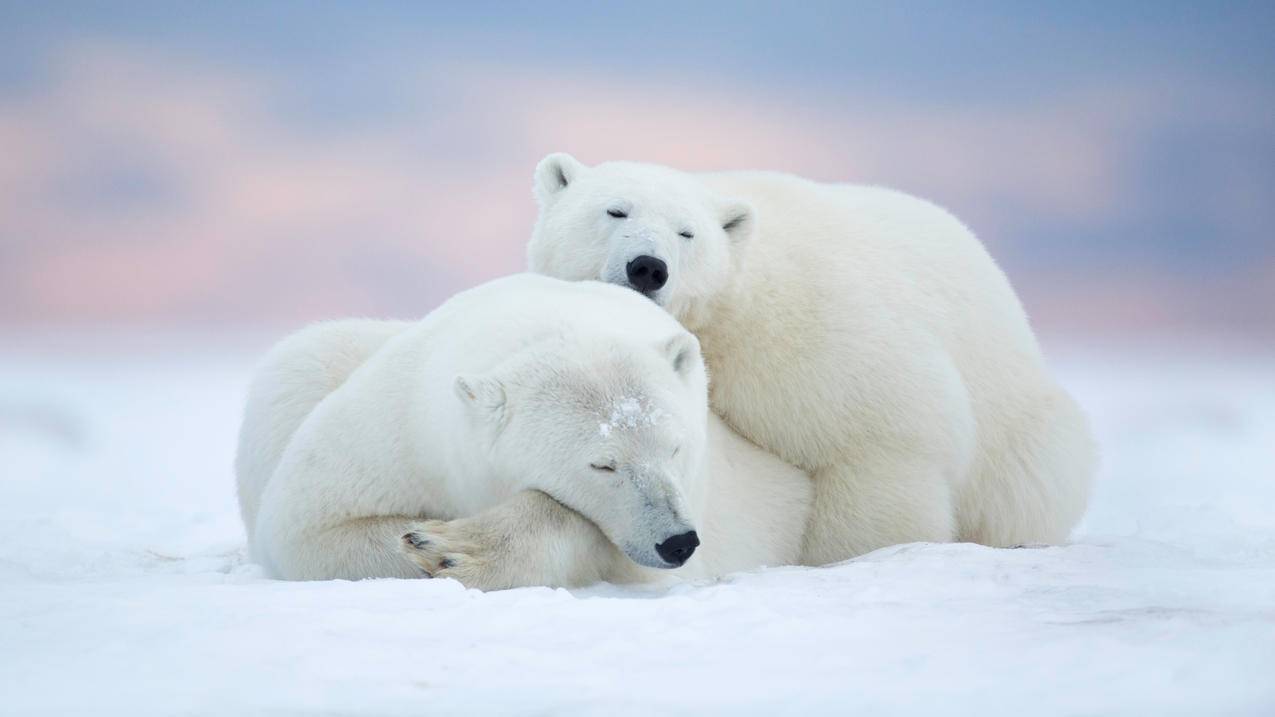 北极熊,白熊,雪地,冰地,俩只趴伏,4K高清萌动物壁纸