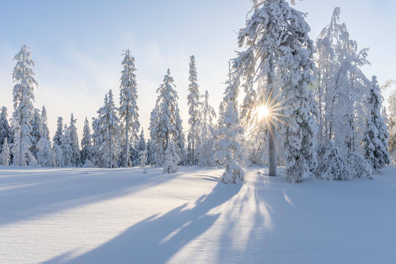 冬天,树,日出,雪花,云,户外,森林,5k风景壁纸