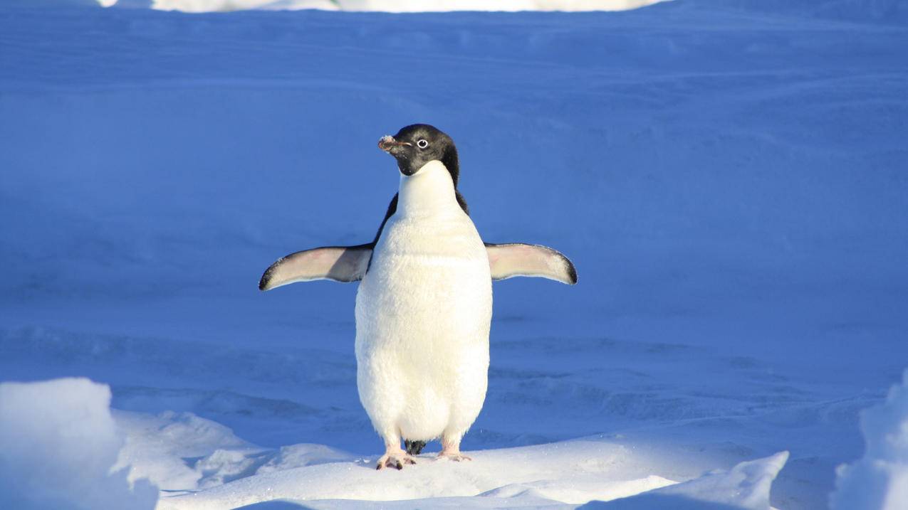 企鹅,蓝色,冰,4K动物图片