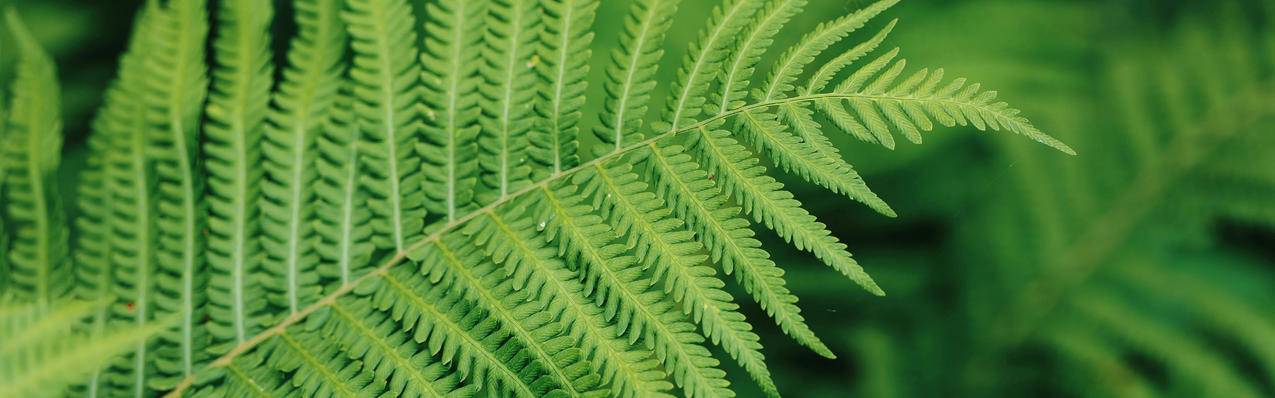绿色护眼蕨类植物5120x1600超宽屏高清壁纸