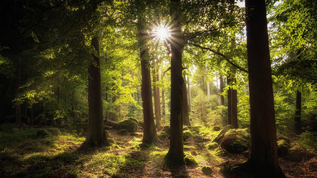 阳光透过树林,4k高清风景壁纸