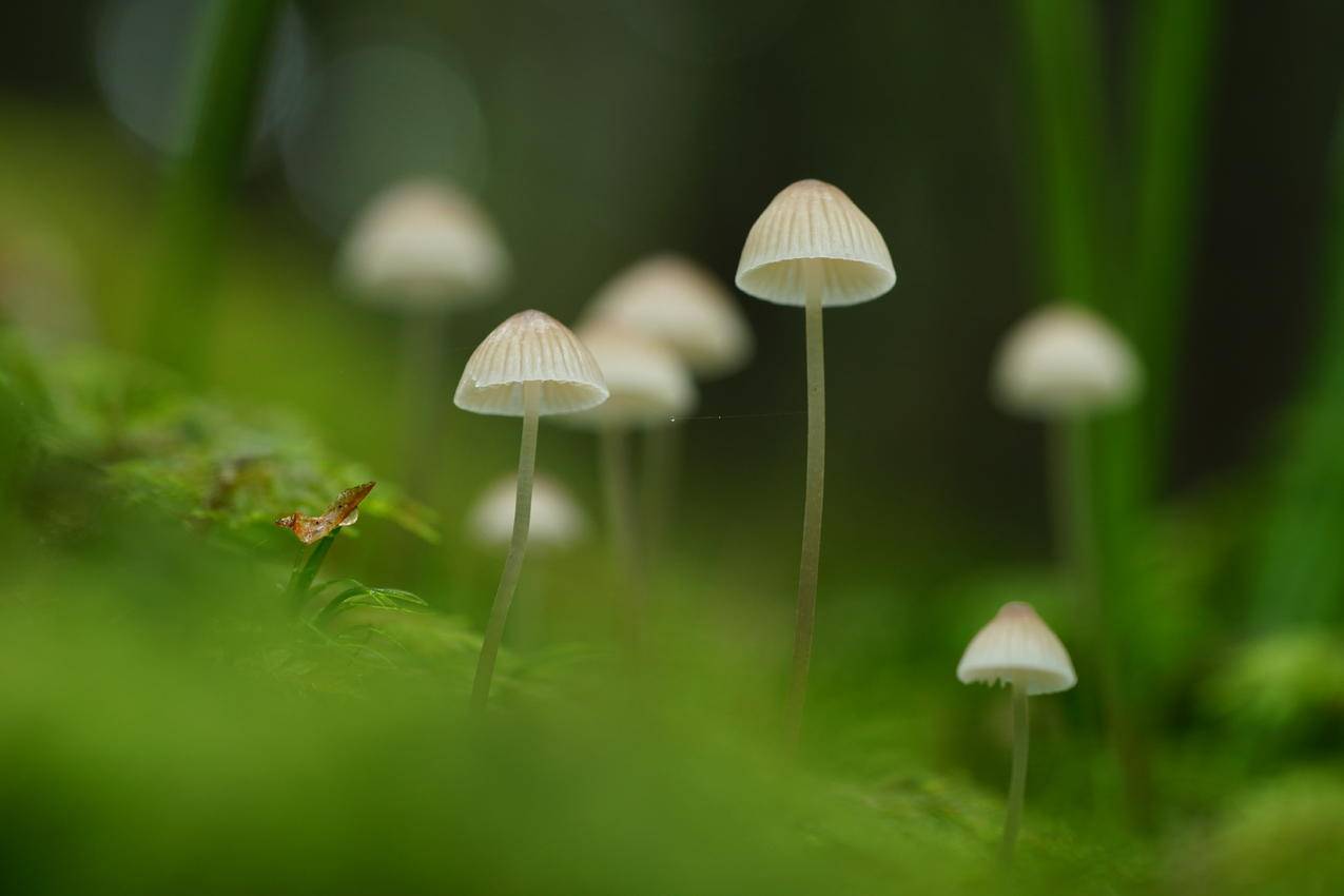 蘑菇 苔藓 绿草 自然护眼 6K高清壁纸