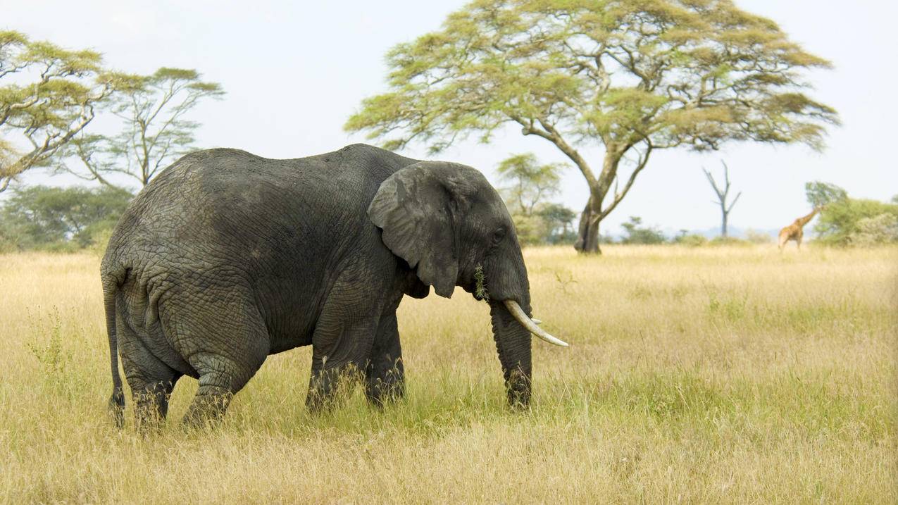 非洲,草原,大象,4K动物壁纸