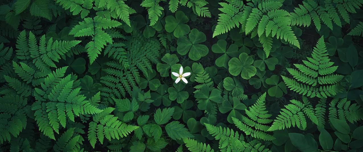 三叶草 小白花 蕨类植物 护眼 3440x1440带鱼屏壁纸