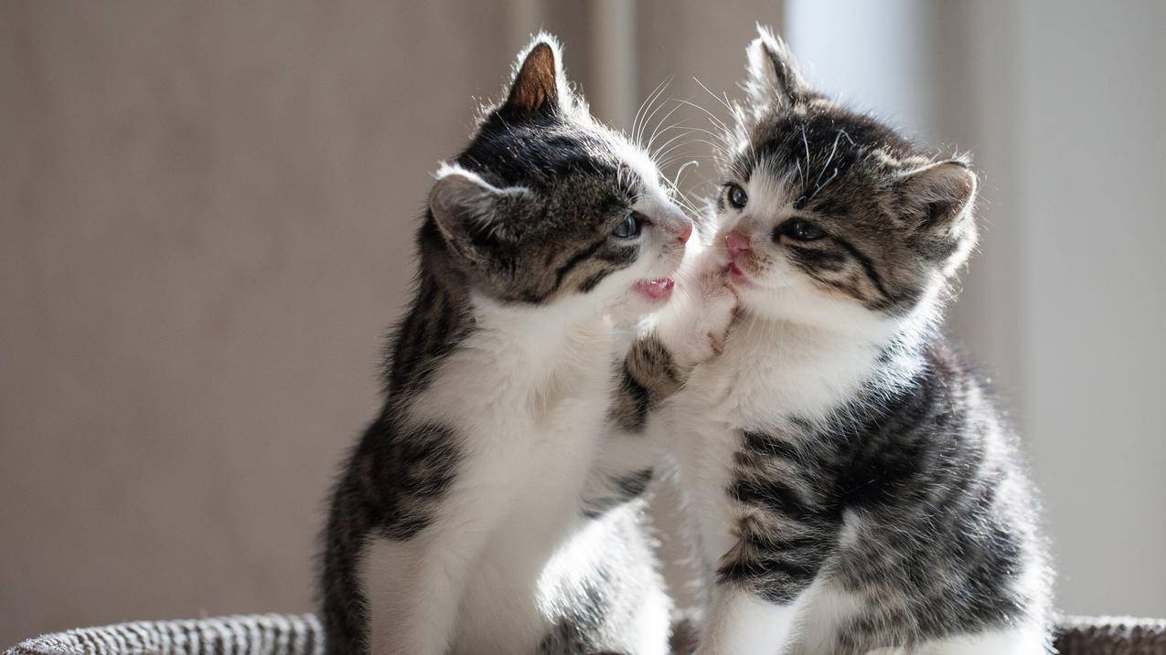 二只俏皮小猫,可爱,4K萌动物壁纸