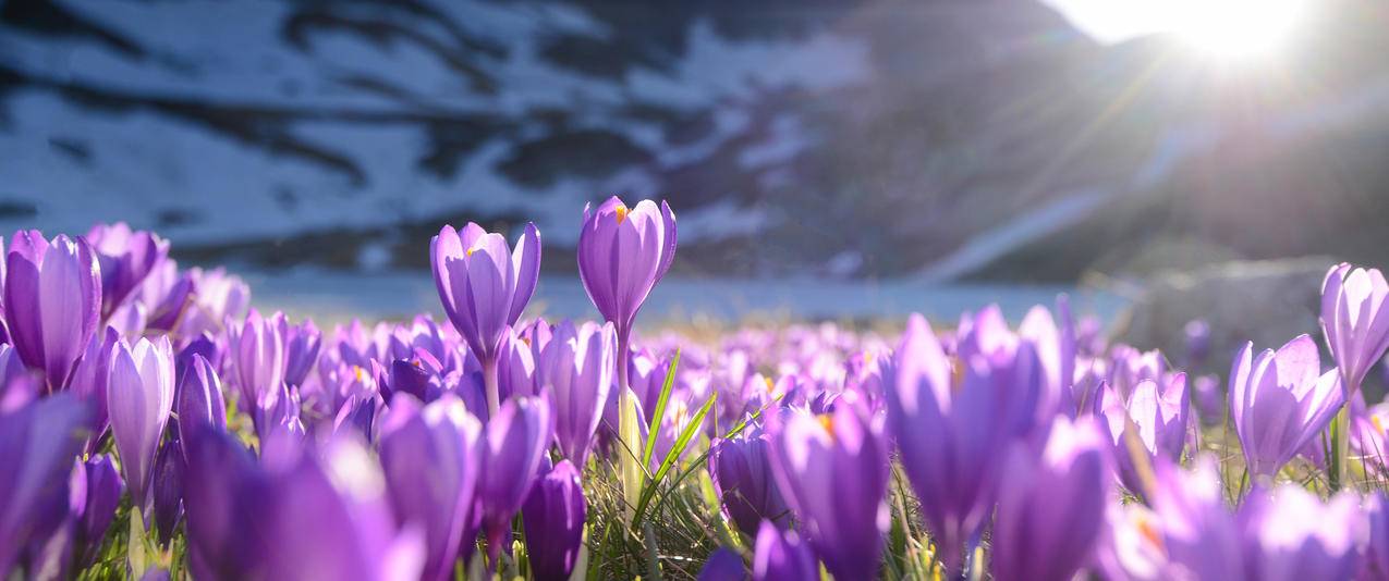 紫番红花3440x1440带鱼屏壁纸