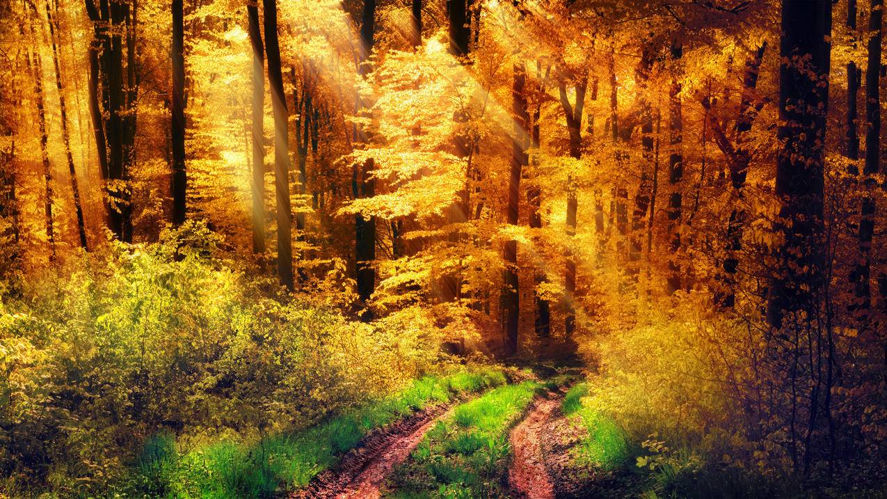 自然森林,黄色的太阳,秋天,树木,草,小路,4K高清风景壁纸