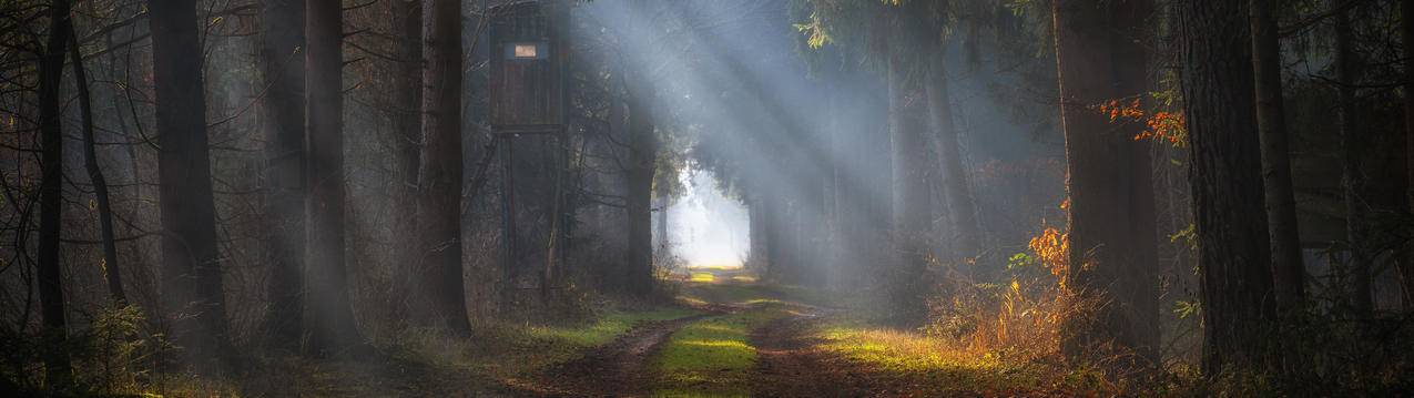 秋天风景森林阳光树林小路3840x1080双屏电脑壁纸