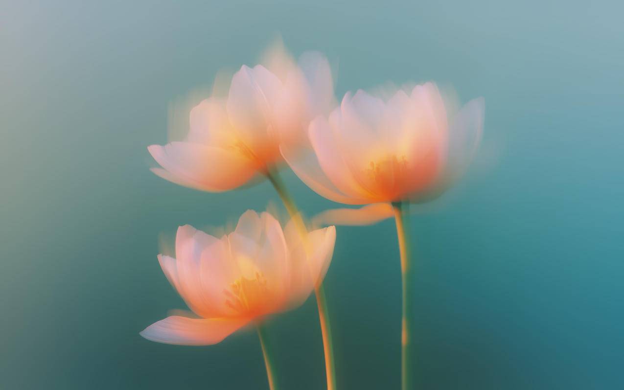 三朵梦里花唯美背景4K壁纸3840x2400