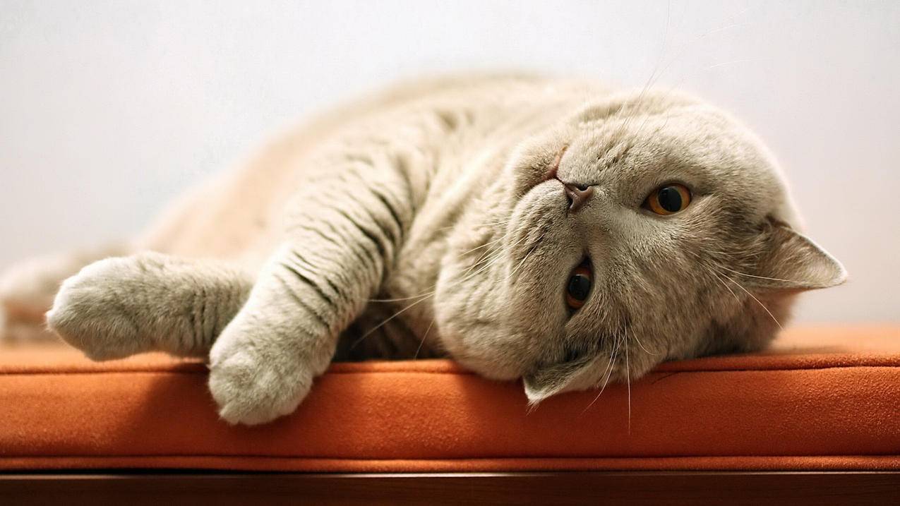 胖猫,可爱姿势,4K高清萌动物壁纸
