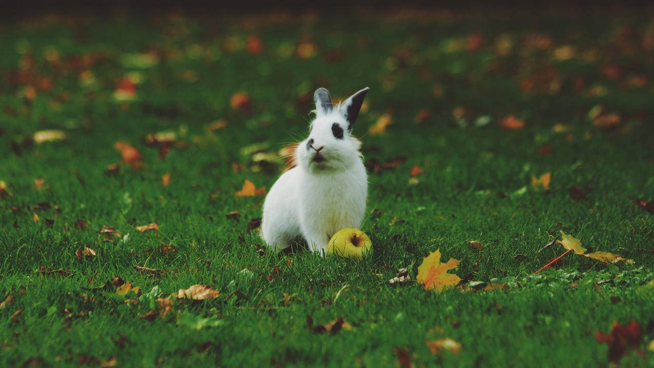 草地上,兔子,可爱,4K高清萌动物壁纸