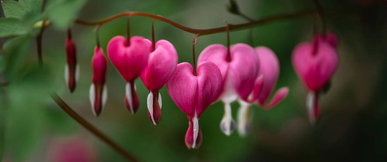 荷包牡丹 3440x1440带鱼屏壁纸