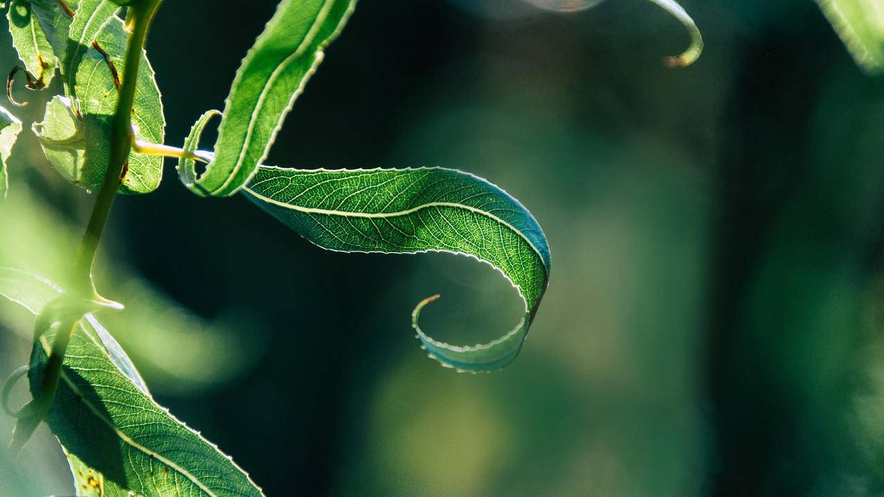 绿叶 卷曲 4K高清风景壁纸
